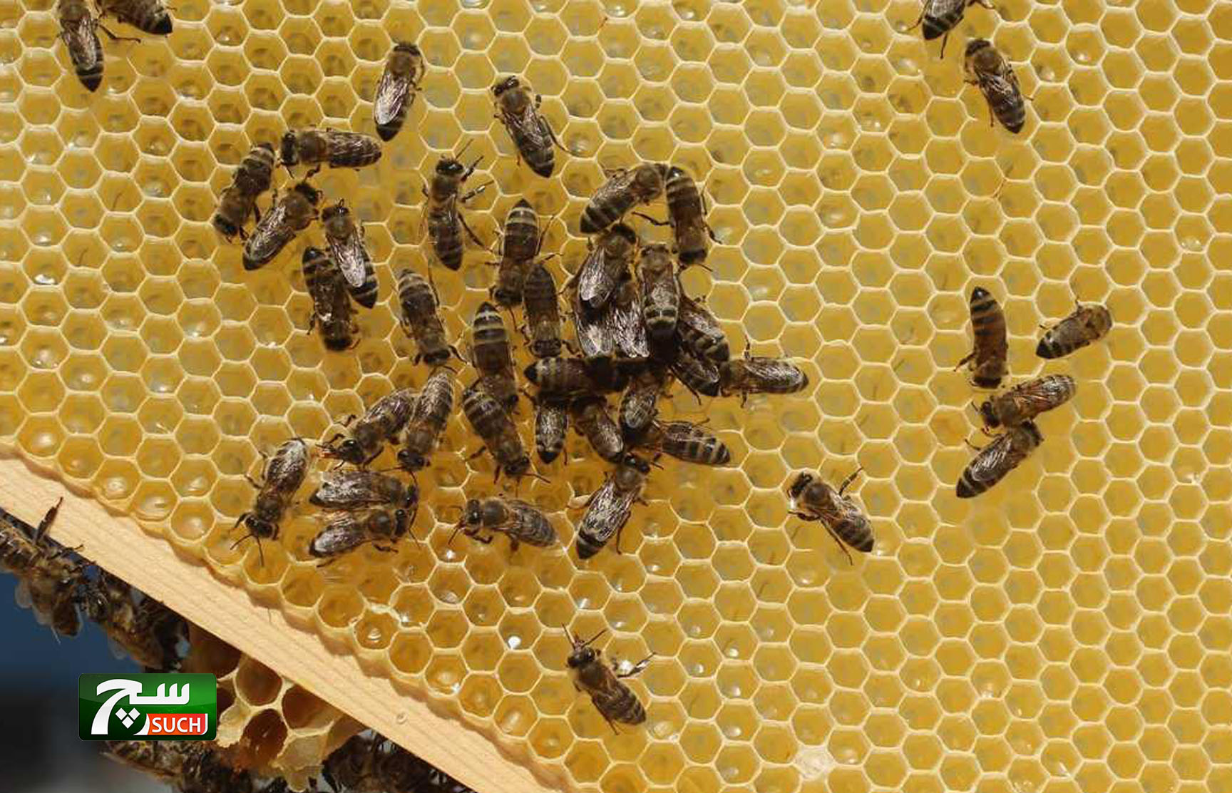 دراسة: 75 بالمائة من عسل النحل في العالم به مبيد حشري