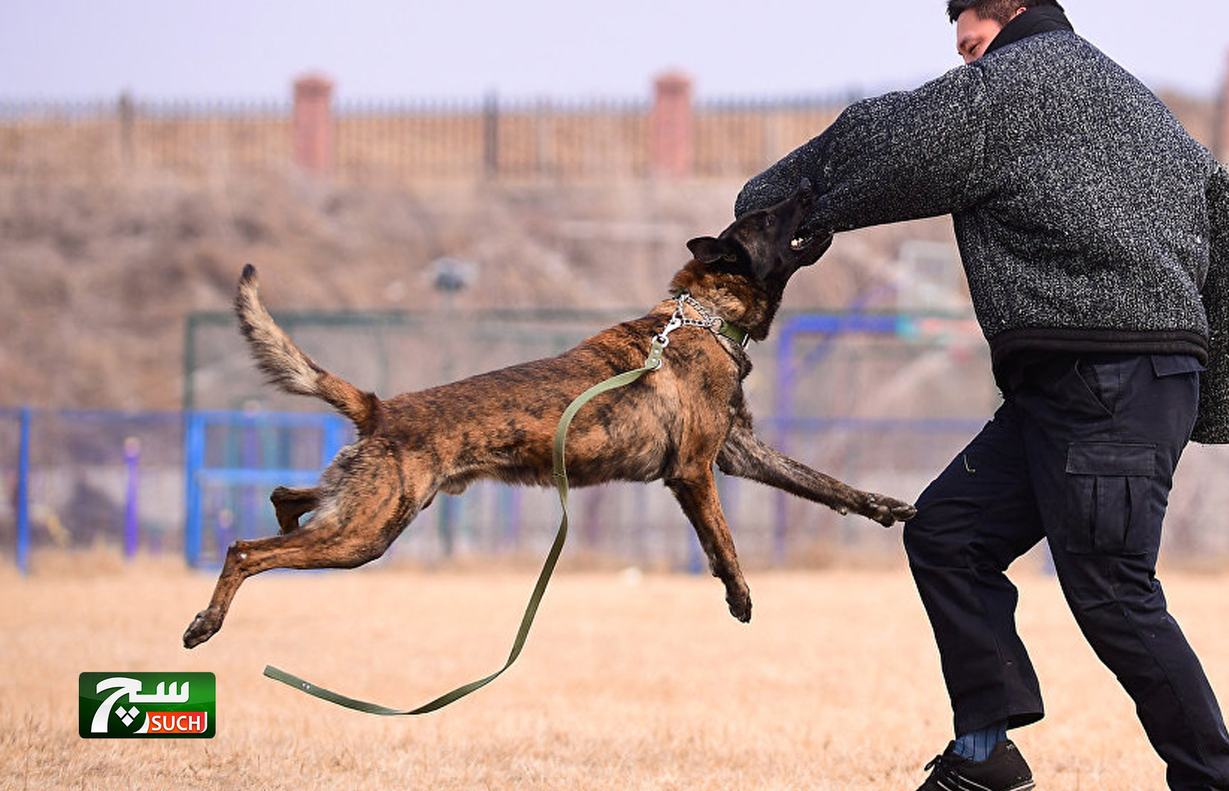 استنساخ أول كلب شرطة في الصين