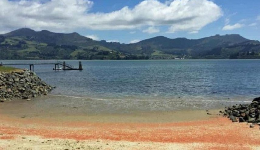 شواطئ نيوزيلندا تتحول إلى الأحمر الدموي